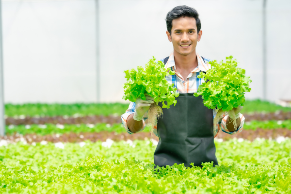 Cultivo Hidropônico em Espaços Pequenos: Jardins Urbanos de Alto Desempenho