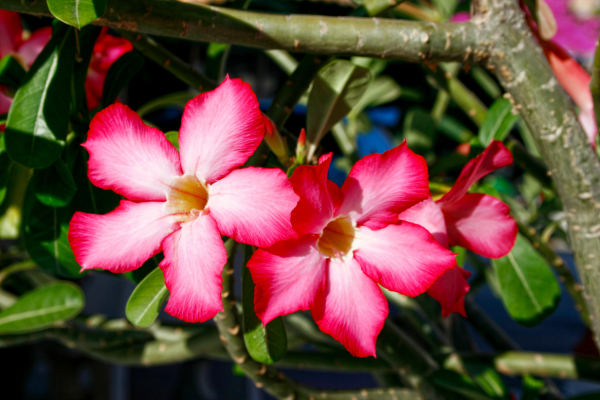 Como Cuidar da Rosa do Deserto: Guia Completo para um Cultivo Saudável